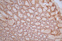 IHC image of CAC12340 diluted at 1:50 and staining in paraffin-embedded human stomach tissue performed on a Leica BondTM system. After dewaxing and hydration, antigen retrieval was mediated by high pressure in a citrate buffer (pH 6.0). Section was blocked with 10% normal goat serum 30min at RT. Then primary antibody (1% BSA) was incubated at 4°C overnight. The primary is detected by a Goat anti-rabbit polymer IgG labeled by HRP and visualized using 0.64% DAB.