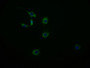 Immunofluorescence staining of MCF-7 cell with CAC12347 at 1:50, counter-stained with DAPI. The cells were fixed in 4% formaldehyde and blocked in 10% normal Goat Serum. The cells were then incubated with the antibody overnight at 4°C. The secondary antibody was Alexa Fluor 595-congugated AffiniPure Goat Anti-Rabbit IgG(H+L).