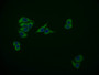 Immunofluorescence staining of Hela cell with CAC12347 at 1:50, counter-stained with DAPI. The cells were fixed in 4% formaldehyde and blocked in 10% normal Goat Serum. The cells were then incubated with the antibody overnight at 4°C. The secondary antibody was Alexa Fluor 595-congugated AffiniPure Goat Anti-Rabbit IgG(H+L).