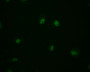 Immunofluorescence staining of MCF-7 cell with CAC12348 at 1:50, counter-stained with DAPI. The cells were fixed in 4% formaldehyde and blocked in 10% normal Goat Serum. The cells were then incubated with the antibody overnight at 4°C. The secondary antibody was Alexa Fluor 498-congugated AffiniPure Goat Anti-Rabbit IgG(H+L).