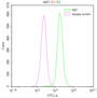 Overlay Peak curve showing Hela cells stained with CAC12363 (red line) at 1:50. The cells were fixed in 4% formaldehyde and permeated by 0.2% TritonX-100. Then 10% normal goat serum to block non-specific protein-protein interactions followed by the antibody (1ug/1*106cells) for 45min at 4?. The secondary antibody used was FITC-conjugated Goat Anti-rabbit IgG(H+L) at 1:200 dilution for 35min at 4?.Control antibody (green line) was rabbit IgG (1ug/1*106cells) used under the same conditions. Acquisition of >10,000 events was performed.