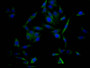 Immunofluorescence staining of HepG2 Cells with CAC12372 at 1:50, counter-stained with DAPI. The cells were fixed in 4% formaldehyde, permeated by 0.2% TritonX-100, and blocked in 10% normal Goat Serum. The cells were then incubated with the antibody overnight at 4?. Nuclear DNA was labeled in blue with DAPI. The secondary antibody was FITC-conjugated AffiniPure Goat Anti-Rabbit IgG (H+L).