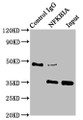 Immunoprecipitating NFKBIA in HepG2 whole cell lysate; Lane 1: Rabbit control IgG instead of CAC12387 in HepG2 whole cell lysate.For western blotting, a HRP-conjugated Protein G antibody was used as the secondary antibody (1/2000); Lane 2: CAC12387 (3ug) + HepG2 whole cell lysate (500ug); Lane 3: HepG2 whole cell lysate (20ug)