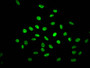 Immunofluorescence staining of Hela Cells with CAC12388 at 1:50, counter-stained with DAPI. The cells were fixed in 4% formaldehyde, permeated by 0.2% TritonX-100, and blocked in 10% normal Goat Serum. The cells were then incubated with the antibody overnight at 4?. Nuclear DNA was labeled in blue with DAPI. The secondary antibody was FITC-conjugated AffiniPure Goat Anti-Rabbit IgG (H+L).