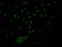 Immunofluorescence staining of Hela Cells with CAC12401 at 1:50, counter-stained with DAPI. The cells were fixed in 4% formaldehyde, permeated by 0.2% TritonX-100, and blocked in 10% normal Goat Serum. The cells were then incubated with the antibody overnight at 4?. Nuclear DNA was labeled in blue with DAPI. The secondary antibody was FITC-conjugated AffiniPure Goat Anti-Rabbit IgG (H+L).