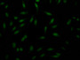 Immunofluorescence staining of Hela Cells with CAC12417 at 1:50, counter-stained with DAPI. The cells were fixed in 4% formaldehyde, permeated by 0.2% TritonX-100, and blocked in 10% normal Goat Serum. The cells were then incubated with the antibody overnight at 4?. Nuclear DNA was labeled in blue with DAPI. The secondary antibody was FITC-conjugated AffiniPure Goat Anti-Rabbit IgG (H+L).