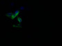 Immunofluorescence staining of U251 with CAC12419 at 1:10, counter-stained with DAPI. The cells were fixed in 4% formaldehyde and blocked in 10% normal Goat Serum. The cells were then incubated with the antibody overnight at 4°C. The secondary antibody was Alexa Fluor 502-congugated AffiniPure Goat Anti-Rabbit IgG(H+L).
