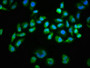 Immunofluorescence staining of Hela cells(treated with 100mM EGF for 20min) with CAC12435 at 1:68,counter-stained with DAPI. The cells were fixed in 4% formaldehyde, permeabilized using 0.2% Triton X-100 and blocked in 10% normal Goat Serum. The cells were then incubated with the antibody overnight at 4?. The secondary antibody was Alexa Fluor 488-congugated AffiniPure Goat Anti-Rabbit IgG (H+L).