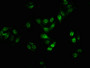 Immunofluorescence staining of HepG2 cells with CAC12439 at 1:100,counter-stained with DAPI. The cells were fixed in 4% formaldehyde, permeabilized using 0.2% Triton X-100 and blocked in 10% normal Goat Serum. The cells were then incubated with the antibody overnight at 4?. The secondary antibody was Alexa Fluor 488-congugated AffiniPure Goat Anti-Rabbit IgG (H+L).