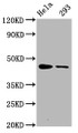 Western Blot; Positive WB detected in Hela whole cell lysate,293 whole cell lysate; All lanes Phospho-CREB1 antibody at 1.65ug/ml; Secondary; Goat polyclonal to rabbit IgG at 1/50000 dilution; Predicted band size: 46 KDa; Observed band size: 46 KDa