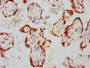 IHC image of CAC12449 diluted at 1:100 and staining in paraffin-embedded human placenta tissue performed on a Leica BondTM system. After dewaxing and hydration, antigen retrieval was mediated by high pressure in a citrate buffer (pH 6.0). Section was blocked with 10% normal goat serum 30min at RT. Then primary antibody (1% BSA) was incubated at 4? overnight. The primary is detected by a biotinylated secondary antibody and visualized using an HRP conjugated SP system.