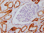 IHC image of CAC12451 diluted at 1:100 and staining in paraffin-embedded human kidney tissue performed on a Leica BondTM system. After dewaxing and hydration, antigen retrieval was mediated by high pressure in a citrate buffer (pH 6.0). Section was blocked with 10% normal goat serum 30min at RT. Then primary antibody (1% BSA) was incubated at 4? overnight. The primary is detected by a biotinylated secondary antibody and visualized using an HRP conjugated SP system.