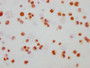 Immunocytochemistry analysis of CAC12461 diluted at 1:165 and staining in Hela cells(treated with 100ng/ml EGF for 4h) performed on a Leica BondTM system. The cells were fixed in 4% formaldehyde, permeabilized using 0.2% Triton X-100 and blocked with 10% normal goat serum 30min at RT. Then primary antibody (1% BSA) was incubated at 4? overnight. The primary is detected by a biotinylated secondary antibody and visualized using an HRP conjugated SP system.