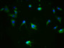 Immunofluorescence staining of SH-SY5Y cells with CAC12462 at 1:100,counter-stained with DAPI. The cells were fixed in 4% formaldehyde, permeabilized using 0.2% Triton X-100 and blocked in 10% normal Goat Serum. The cells were then incubated with the antibody overnight at 4?. The secondary antibody was Alexa Fluor 488-congugated AffiniPure Goat Anti-Rabbit IgG (H+L).