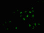 Immunofluorescence staining of Hela cells with CAC12465 at 1:100,counter-stained with DAPI. The cells were fixed in 4% formaldehyde, permeabilized using 0.2% Triton X-100 and blocked in 10% normal Goat Serum. The cells were then incubated with the antibody overnight at 4?. The secondary antibody was Alexa Fluor 488-congugated AffiniPure Goat Anti-Rabbit IgG (H+L).