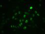 Immunofluorescence staining of Hela cells with CAC12466 at 1:100,counter-stained with DAPI. The cells were fixed in 4% formaldehyde, permeabilized using 0.2% Triton X-100 and blocked in 10% normal Goat Serum. The cells were then incubated with the antibody overnight at 4?. The secondary antibody was Alexa Fluor 488-congugated AffiniPure Goat Anti-Rabbit IgG (H+L).