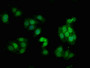 Immunofluorescence staining of HepG2 cells with CAC12476 at 1:100,counter-stained with DAPI. The cells were fixed in 4% formaldehyde, permeabilized using 0.2% Triton X-100 and blocked in 10% normal Goat Serum. The cells were then incubated with the antibody overnight at 4?. The secondary antibody was Alexa Fluor 488-congugated AffiniPure Goat Anti-Rabbit IgG (H+L).