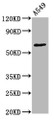 Western Blot; Positive WB detected in A549 whole cell lysate; All lanes Phospho-PRKCZ antibody at 1.55ug/ml; Secondary; Goat polyclonal to rabbit IgG at 1/50000 dilution; Predicted band size: 68 KDa; Observed band size: 68 KDa