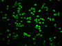 Immunofluorescence staining of K562 cells with CAC12486 at 1:100,counter-stained with DAPI. The cells were fixed in 4% formaldehyde, permeabilized using 0.2% Triton X-100 and blocked in 10% normal Goat Serum. The cells were then incubated with the antibody overnight at 4?. The secondary antibody was Alexa Fluor 488-congugated AffiniPure Goat Anti-Rabbit IgG (H+L).