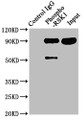 Immunoprecipitating Phospho-RPS6KA1 in Hela whole cell lysate; Lane 1: Rabbit control IgG(1ug)instead of CAC12488 in Hela whole cell lysate.For western blotting,a HRP-conjugated Protein G antibody was used as the secondary antibody (1/2000); Lane 2: CAC12488(3ug)+ Hela whole cell lysate(1mg); Lane 3: Hela whole cell lysate (20ug)