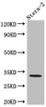 Western Blot; Positive WB detected in: Ntera-2 whole cell lysate; All lanes: pro Caspase 3 antibody at 1:1000; Secondary; Goat polyclonal to rabbit IgG at 1/50000 dilution; Predicted band size: 32 kDa; Observed band size: 32 kDa