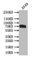 Western Blot; Positive WB detected in: A549 whole cell lysate; All lanes: Poliovirus Receptor antibody at 1:500; Secondary; Goat polyclonal to rabbit IgG at 1/50000 dilution; Predicted band size: 70 kDa; Observed band size: 70 kDa