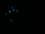 Immunofluorescence staining of Hela with CAC12544 at 1:30, counter-stained with DAPI. The cells were fixed in 4% formaldehyde and blocked in 10% normal Goat Serum. The cells were then incubated with the antibody overnight at 4°C. The secondary antibody was Alexa Fluor 527-congugated AffiniPure Goat Anti-Rabbit IgG(H+L).