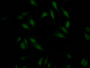 Immunofluorescence staining of Hela Cells with CAC12556 at 1:50, counter-stained with DAPI. The cells were fixed in 4% formaldehyde, permeated by 0.2% TritonX-100, and blocked in 10% normal Goat Serum. The cells were then incubated with the antibody overnight at 4?. Nuclear DNA was labeled in blue with DAPI. The secondary antibody was FITC-conjugated AffiniPure Goat Anti-Rabbit IgG (H+L).