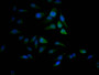 Immunofluorescence staining of Hela Cells with CAC12564 at 1:50, counter-stained with DAPI. The cells were fixed in 4% formaldehyde, permeated by 0.2% TritonX-100, and blocked in 10% normal Goat Serum. The cells were then incubated with the antibody overnight at 4?. Nuclear DNA was labeled in blue with DAPI. The secondary antibody was FITC-conjugated AffiniPure Goat Anti-Rabbit IgG (H+L).
