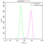 Overlay Peak curve showing A549 cells stained with CAC12566 (red line) at 1:50. The cells were fixed in 4% formaldehyde and permeated by 0.2% TritonX-100. Then 10% normal goat serum to block non-specific protein-protein interactions followed by the antibody (1ug/1*106cells) for 45min at 4?. The secondary antibody used was FITC-conjugated Goat Anti-rabbit IgG(H+L) at 1:200 dilution for 35min at 4?.Control antibody (green line) was rabbit IgG (1ug/1*106cells) used under the same conditions. Acquisition of >10,000 events was performed.