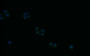 Immunofluorescence staining of Hela with CAC12568 at 1:30, counter-stained with DAPI. The cells were fixed in 4% formaldehyde and blocked in 10% normal Goat Serum. The cells were then incubated with the antibody overnight at 4°C. The secondary antibody was Alexa Fluor 521-congugated AffiniPure Goat Anti-Rabbit IgG(H+L).