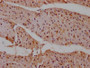 IHC image of CAC12574 diluted at 1:100 and staining in paraffin-embedded human heart tissue performed on a Leica BondTM system. After dewaxing and hydration, antigen retrieval was mediated by high pressure in a citrate buffer (pH 6.0). Section was blocked with 10% normal goat serum 30min at RT. Then primary antibody (1% BSA) was incubated at 4? overnight. The primary is detected by a Goat anti-rabbit IgG polymer labeled by HRP and visualized using 0.05% DAB.