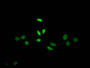 Immunofluorescence staining of HepG2 Cells with CAC12579 at 1:50, counter-stained with DAPI. The cells were fixed in 4% formaldehyde, permeated by 0.2% TritonX-100, and blocked in 10% normal Goat Serum. The cells were then incubated with the antibody overnight at 4?. Nuclear DNA was labeled in blue with DAPI. The secondary antibody was FITC-conjugated AffiniPure Goat Anti-Rabbit IgG (H+L).
