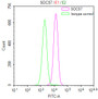 Overlay Peak curve showing HepG2 cells stained with CAC12591 (red line) at 1:50. The cells were fixed in 4% formaldehyde and permeated by 0.2% TritonX-100. Then 10% normal goat serum to block non-specific protein-protein interactions followed by the antibody (1ug/1*106cells) for 45min at 4?. The secondary antibody used was FITC-conjugated Goat Anti-rabbit IgG(H+L) at 1:200 dilution for 35min at 4?.Control antibody (green line) was rabbit IgG (1ug/1*106cells) used under the same conditions. Acquisition of >10,000 events was performed.