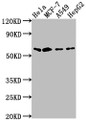Western Blot; Positive WB detected in: Hela whole cell lysate, MCF-7 whole cell lysate, A549 whole cell lysate, HepG2 whole cell lysate; All lanes: SOX10 antibody at 1:2000; Secondary; Goat polyclonal to rabbit IgG at 1/50000 dilution; Predicted band size: 50, 32 kDa; Observed band size: 60 kDa