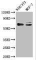 Western Blot; Positive WB detected in: NIH/3T3 whole cell lysate, MCF-7 whole cell lysate; All lanes: SRC antibody at 1.2ug/ml; Secondary; Goat polyclonal to rabbit IgG at 1/50000 dilution; Predicted band size: 60, 61 KDa; Observed band size: 60, 61 KDa