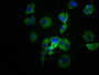 Immunofluorescence staining of MCF-7 cells with CAC12600 at 1:39, counter-stained with DAPI. The cells were fixed in 4% formaldehyde, permeabilized using 0.2% Triton X-100 and blocked in 10% normal Goat Serum. The cells were then incubated with the antibody overnight at 4?. The secondary antibody was Alexa Fluor 488-congugated AffiniPure Goat Anti-Rabbit IgG (H+L).