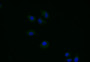 Immunofluorescence staining of Hela with CAC12627 at 1:40, counter-stained with DAPI. The cells were fixed in 4% formaldehyde and blocked in 10% normal Goat Serum. The cells were then incubated with the antibody overnight at 4°C. The secondary antibody was Alexa Fluor 491-congugated AffiniPure Goat Anti-Rabbit IgG(H+L).