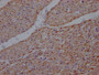 IHC image of CAC12647 diluted at 1:100 and staining in paraffin-embedded human heart tissue performed on a Leica BondTM system. After dewaxing and hydration, antigen retrieval was mediated by high pressure in a citrate buffer (pH 6.0). Section was blocked with 10% normal goat serum 30min at RT. Then primary antibody (1% BSA) was incubated at 4? overnight. The primary is detected by a Goat anti-rabbit IgG polymer labeled by HRP and visualized using 0.05% DAB.