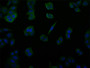Immunofluorescence staining of PC-3 cell with CAC12649 at 1:50, counter-stained with DAPI. The cells were fixed in 4% formaldehyde and blocked in 10% normal Goat Serum. The cells were then incubated with the antibody overnight at 4°C. The secondary antibody was Alexa Fluor 517-congugated AffiniPure Goat Anti-Rabbit IgG(H+L).