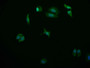 Immunofluorescence staining of HepG2 cell with CAC12652 at 1:50, counter-stained with DAPI. The cells were fixed in 4% formaldehyde and blocked in 10% normal Goat Serum. The cells were then incubated with the antibody overnight at 4°C. The secondary antibody was Alexa Fluor 569-congugated AffiniPure Goat Anti-Rabbit IgG(H+L).