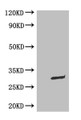 WB: Mouse Anti-eGFP monoclonal antibody at 0.1ug/ml; Lane 1:HEK-293 cell lysate; Lane 2:GFP transfected HEK-293 cell lysate; Secondary; Goat polyclonal to Mouse IgG at 1/5000 dilution; Predicted band size : 30kd; Observed band size : 30kd