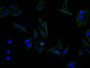 Immunofluorescence staining of HEPG2 cell with CAC12668 at 1:100, counter-stained with DAPI. The cells were fixed in 4% formaldehyde and blocked in 10% normal Goat Serum. The cells were then incubated with the antibody overnight at 4C. The secondary antibody was FITC-conjugated AffiniPure Goat Anti-Mouse IgG(H+L).