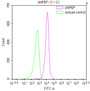 Overlay Peak curve showing 293 cells stained with CAC12668 (red line) at 1:100. Then 10% normal goat serum was Incubated to block non-specific protein-protein interactions followed by the antibody (1ug/1*106cells) for 45 min at 4°C. The secondary antibody used was FITC-conjugated Goat Anti-Mouse IgG(H+L) at 1/200 dilution for 35 min at 4°C. Isotype control antibody (green line) was mouse IgG1 (1ug/1*106cells) used under the same conditions. Acquisition of >10,026 events was performed.