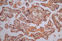 IHC image of CAC12675 diluted at 1:300 and staining in paraffin-embedded human placenta tissue performed on a Leica BondTM system. After dewaxing and hydration, antigen retrieval was mediated by high pressure in a citrate buffer (pH 6.0). Section was blocked with 10% normal goat serum 30min at RT. Then primary antibody (1% BSA) was incubated at 4°C overnight. The primary is detected by a Goat anti-Mouse IgG labeled by HRP and visualized using 0.05% DAB.