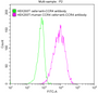 Untransfected HEK293 cells (green line) and transfected Human CCR4 HEK293 stable cells (red line) were stained with anti-CCR4 antibody(2µl/1*106 cells), washed and then followed by FITC-conjugated anti-Human IgG Fc antibody and analyzed with flow cytometry.