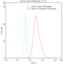 Untransfected CHO-K1 cells (green line) and transfected Human CCR8 CHO-K1 stable cells (red line) were stained with anti-CCR8 antibody (2ug/1*106cells), washed and then followed by FITC-conjugated anti-Human IgG Fc antibody and analyzed with flow cytometry.