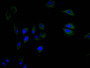 Immunofluorescence staining of A549 cell with CAC12684 at 1:30, counter-stained with DAPI. The cells were fixed in 4% formaldehyde and blocked in 10% normal Goat Serum. The cells were then incubated with the antibody overnight at 4C. The secondary antibody was FITC-conjugated AffiniPure Goat Anti-mouse IgG(H+L).