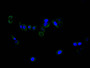Immunofluorescence staining of PC-3 cell with CAC12684 at 1:30, counter-stained with DAPI. The cells were fixed in 4% formaldehyde and blocked in 10% normal Goat Serum. The cells were then incubated with the antibody overnight at 4C. The secondary antibody was FITC-conjugated AffiniPure Goat Anti-mouse IgG(H+L).