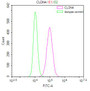 Overlay Peak curve showing MCF7 cells stained with CAC12696 (red line) at 1:100. Then 10% normal goat serum was Incubated to block non-specific protein-protein interactions followed by the antibody (1ug/1*106cells) for 45 min at 4°C. The secondary antibody used was FITC-conjugated Goat Anti-Mouse IgG(H+L) at 1/200 dilution for 35 min at 4°C. Isotype control antibody (green line) was mouse IgG1 (1ug/1*106cells) used under the same conditions. Acquisition of >10, 000 events was performed.